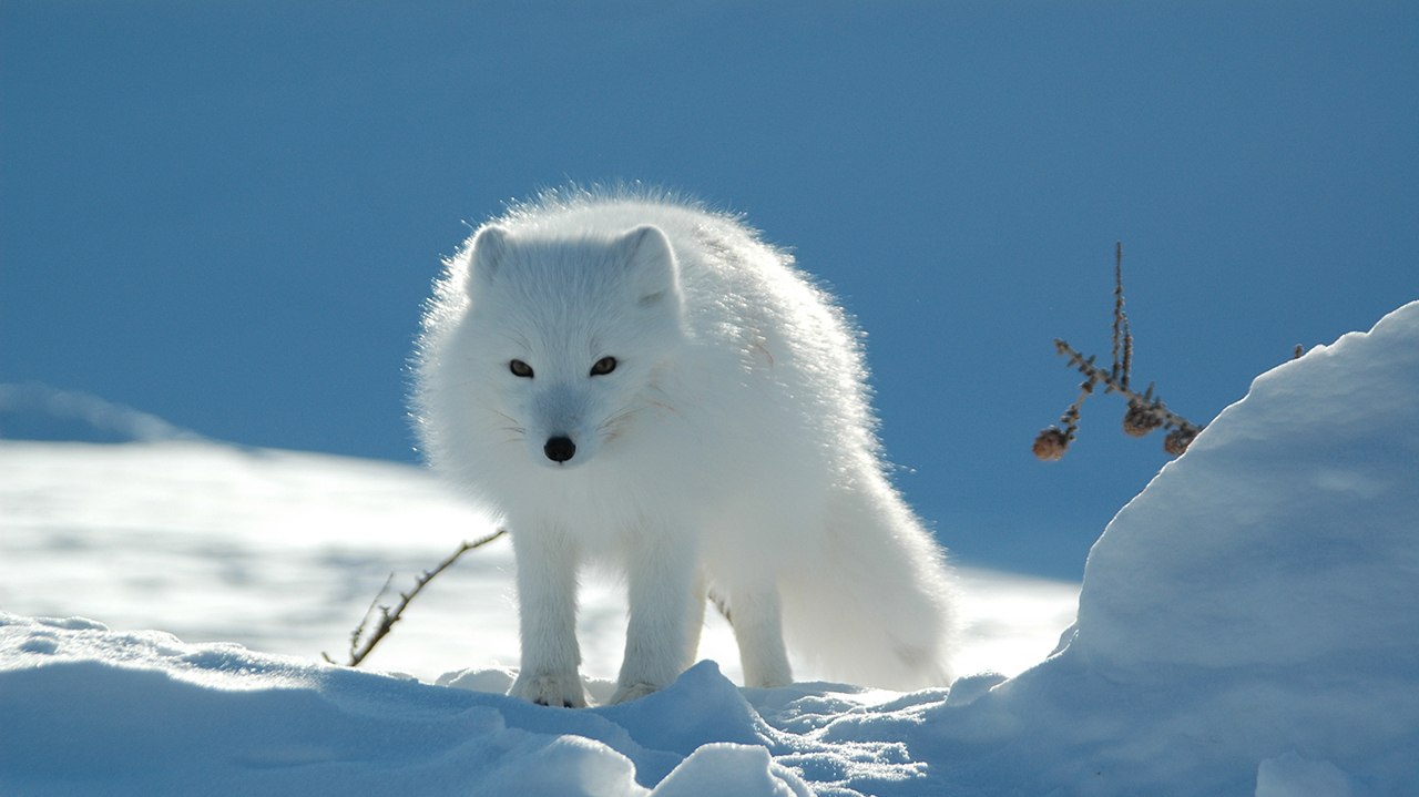 Vitt hundliknande djur: Foto