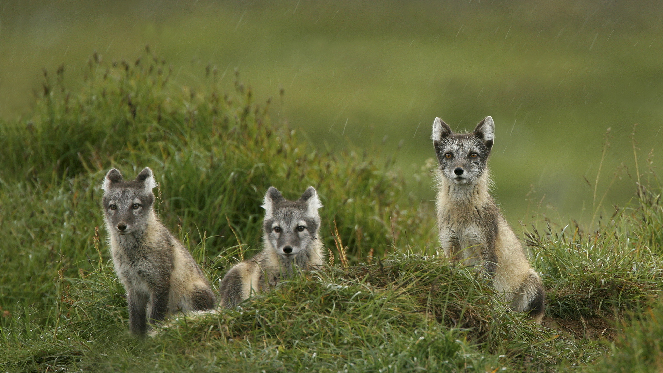 Små gråa rävar mot grå-grön bakgrund. Foto