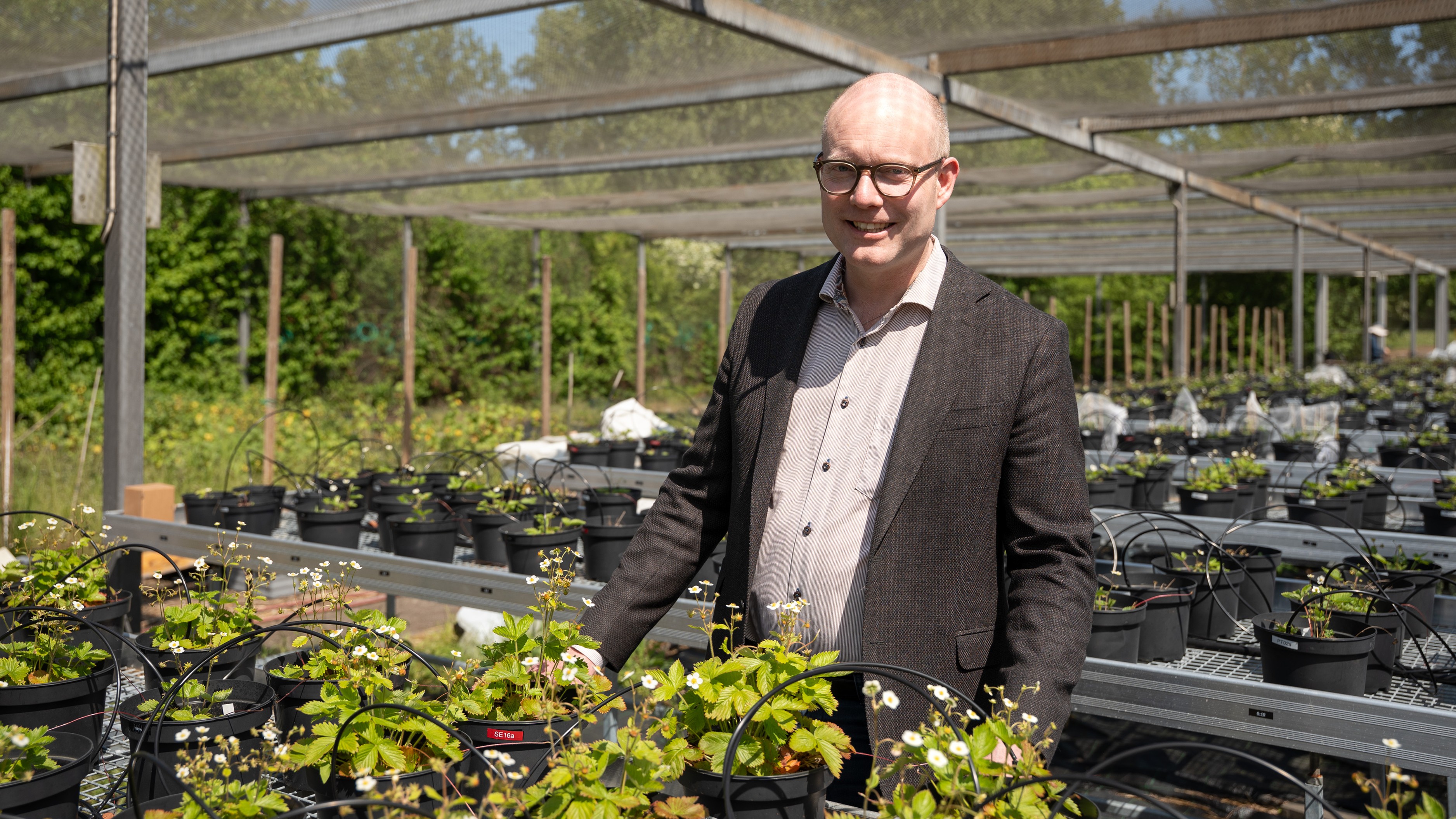 Johan Stenberg står vid smultronplantor.