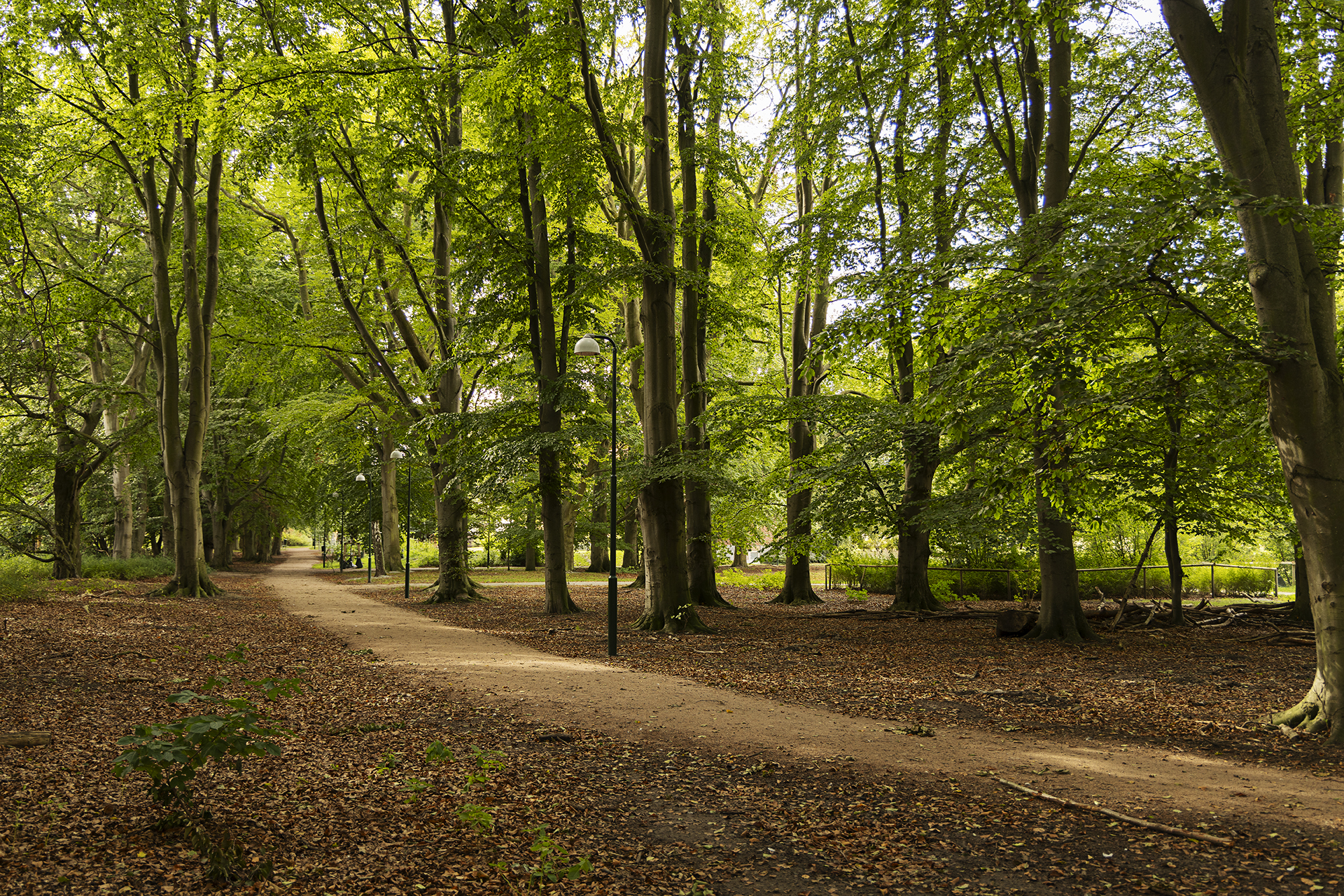 Photo of city forest in Malmö. 