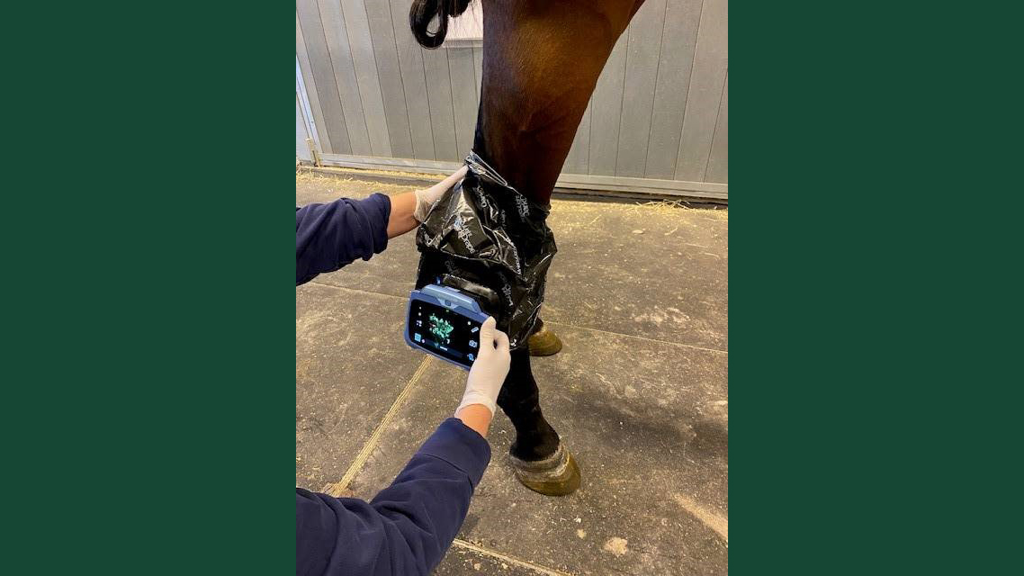 Photo of a medical imaging technique being used to examine a wound on a horse's leg.