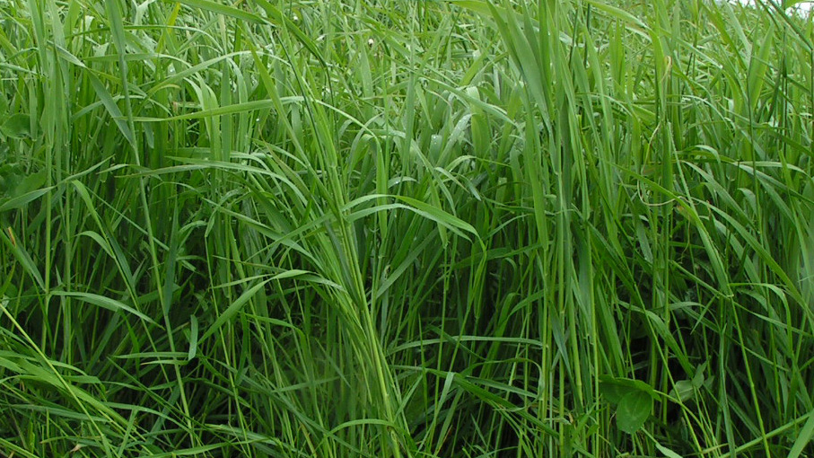 Närbild på en vall med gräs och lite klöver. 