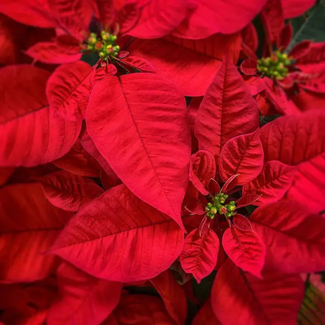 Pointsettia