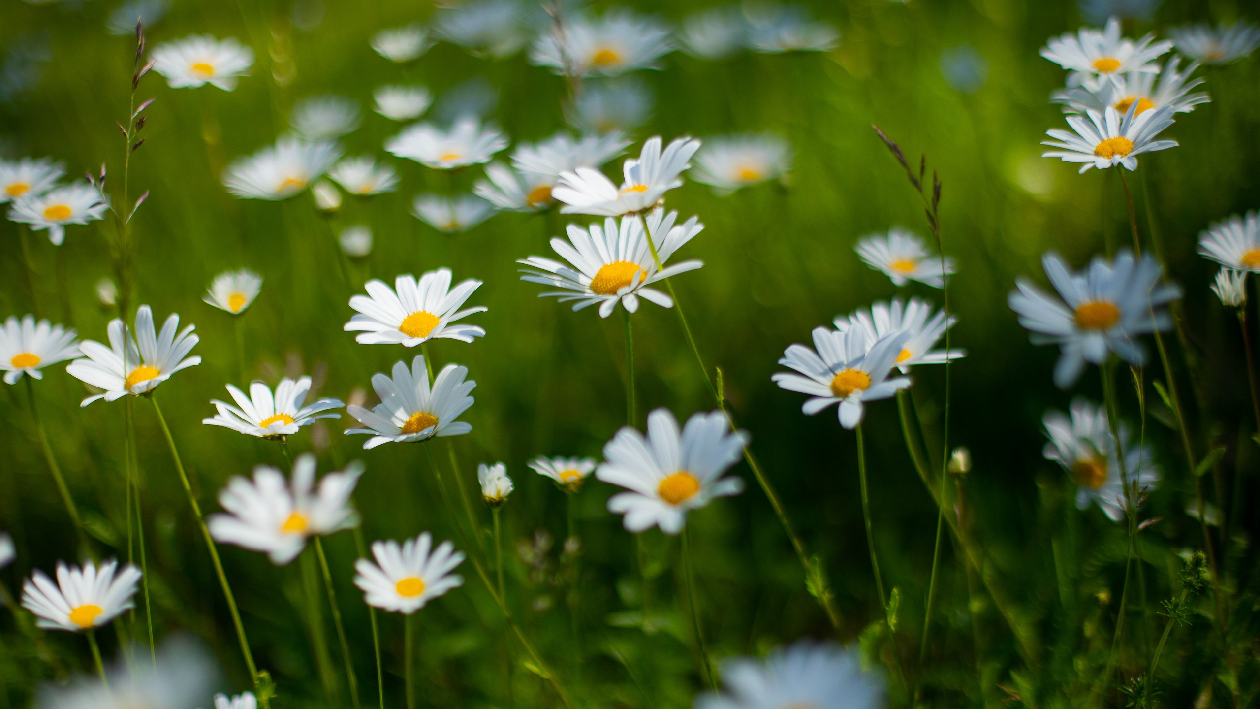 Flowering daisies. Photo.
