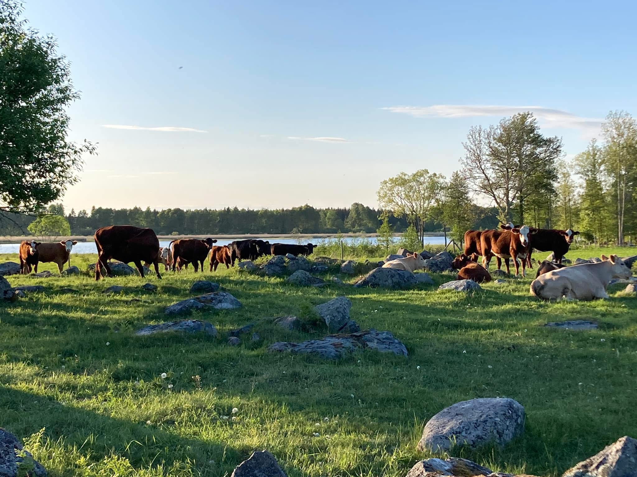 Cows on semi natural pasture, a lake is visible in the background. Photo.