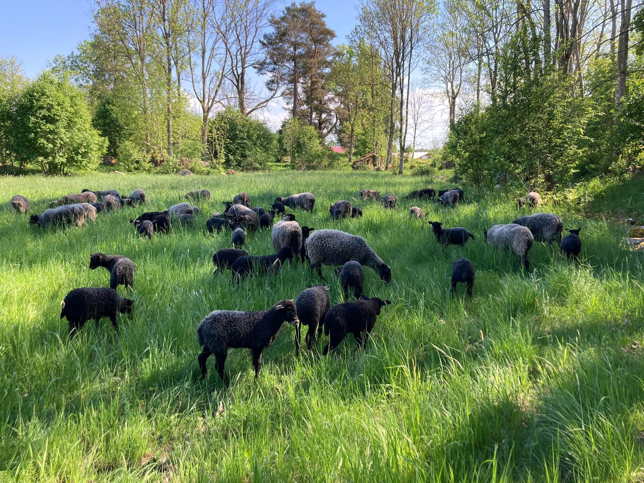 A group of black sheep on semi natural pasture. Photo.