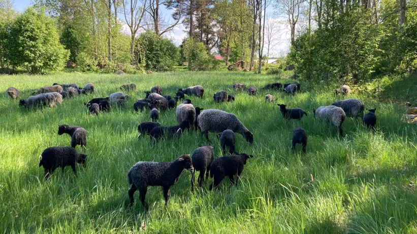 A group of black sheep on semi natural pasture. Photo.