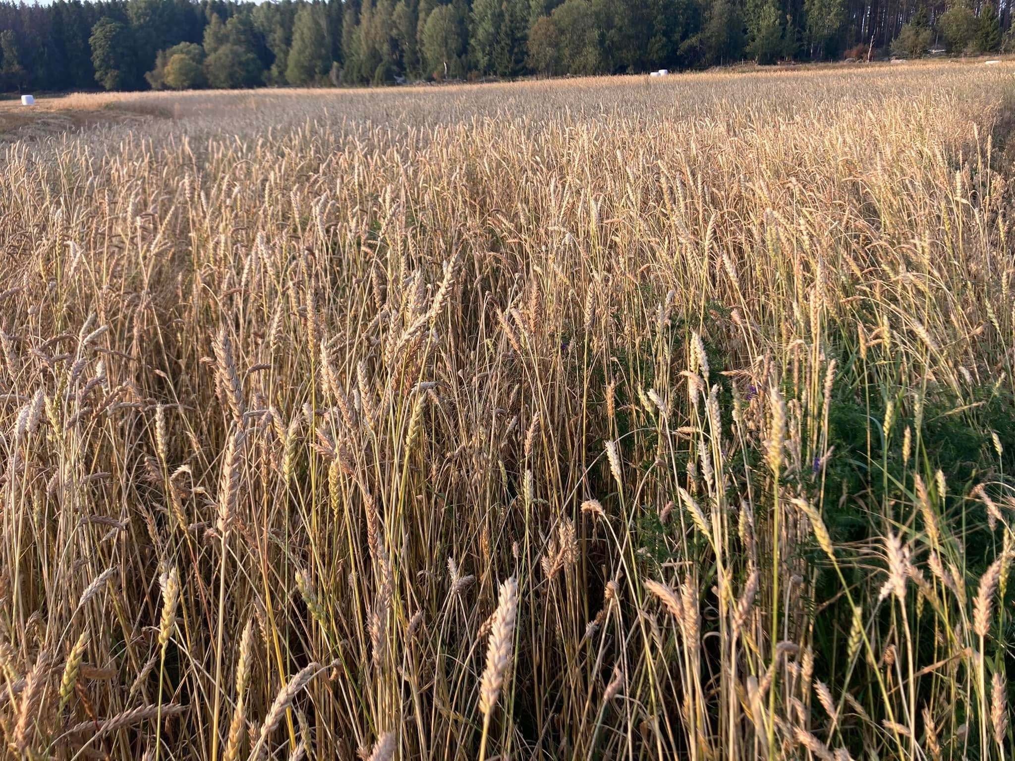 Ripe grain in field. Photo.