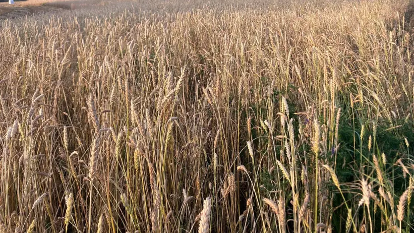 Ripe grain in field. Photo.