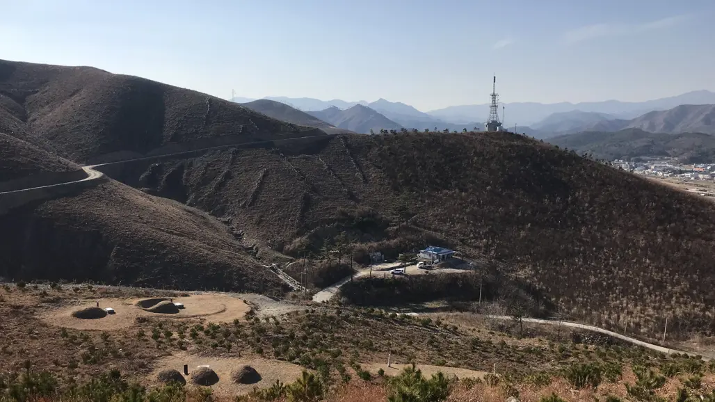 Many areas affected by the recent forest fires have been reforested with pine. Picture: Inka Bohlin/SLU.
