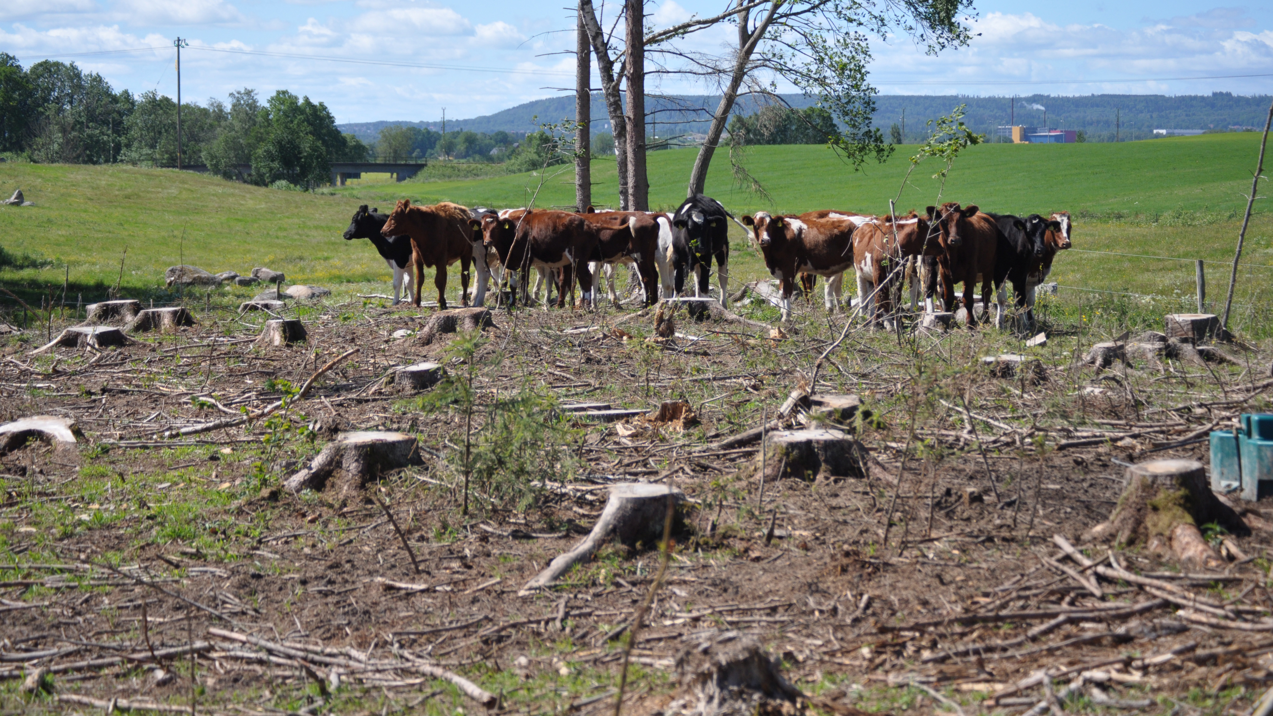 En grupp nötkreatur ute på bete med skogsbete med avverkade träd.