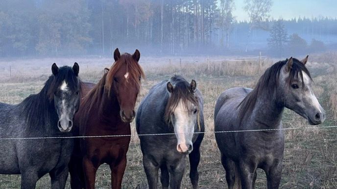 Foto av welshponnyer-hästar som står utomhus i hage med dimma som bakgrund.