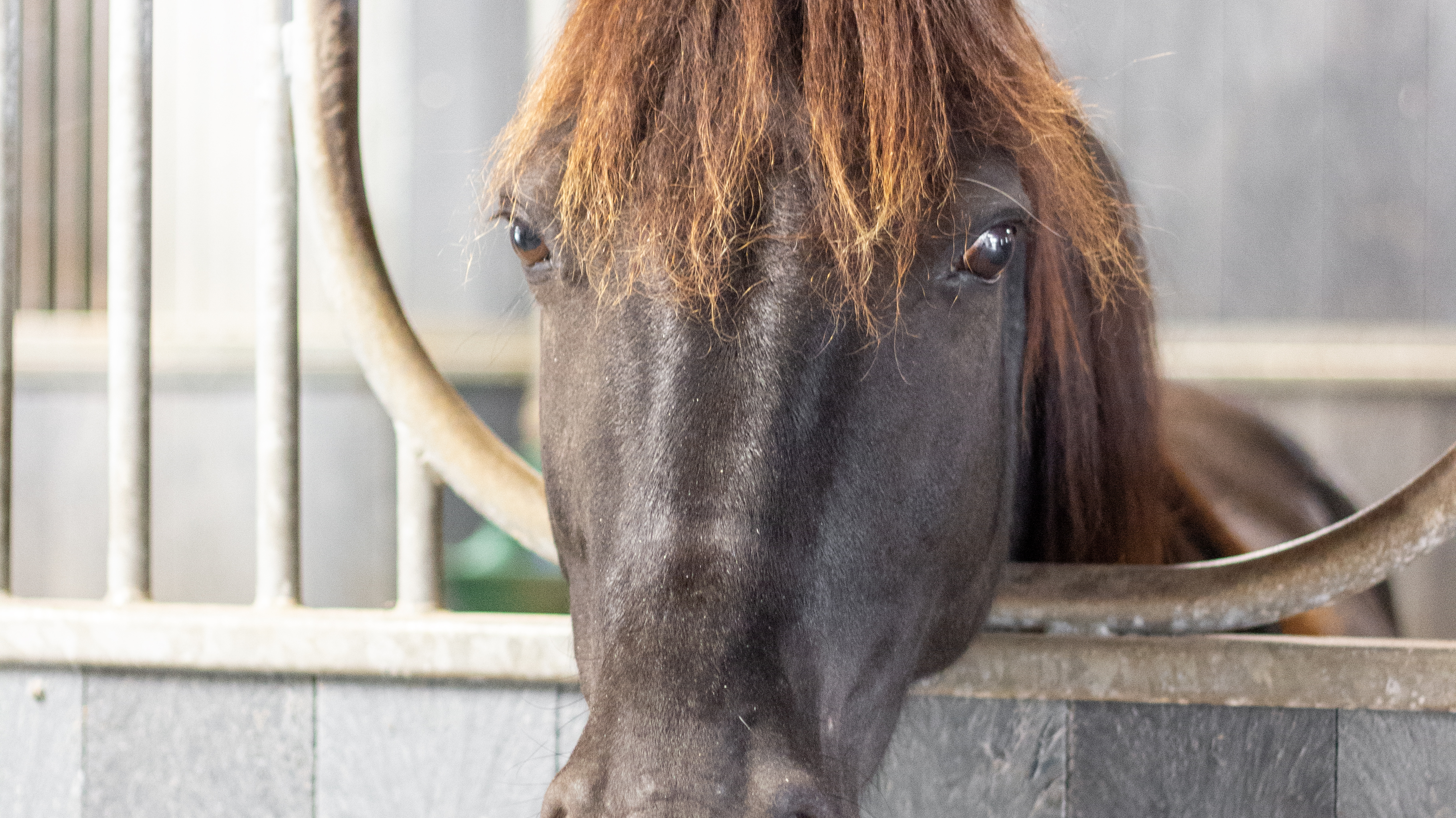 Foto av huvudet på en ponny ståendes inomhus i stallmiljö.