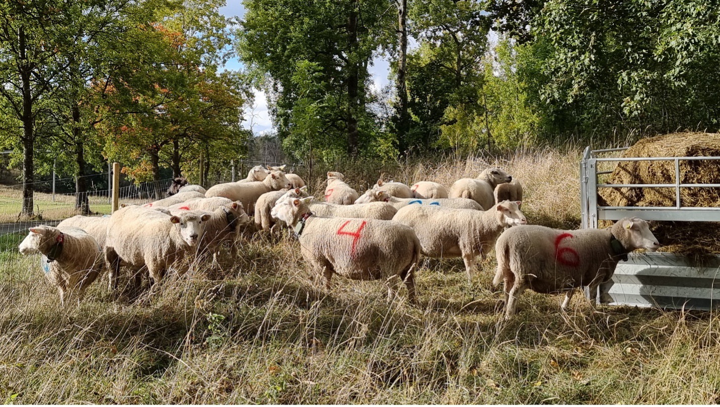 En grupp tackor i en hage, tackorna har siffror sprayade på sig.