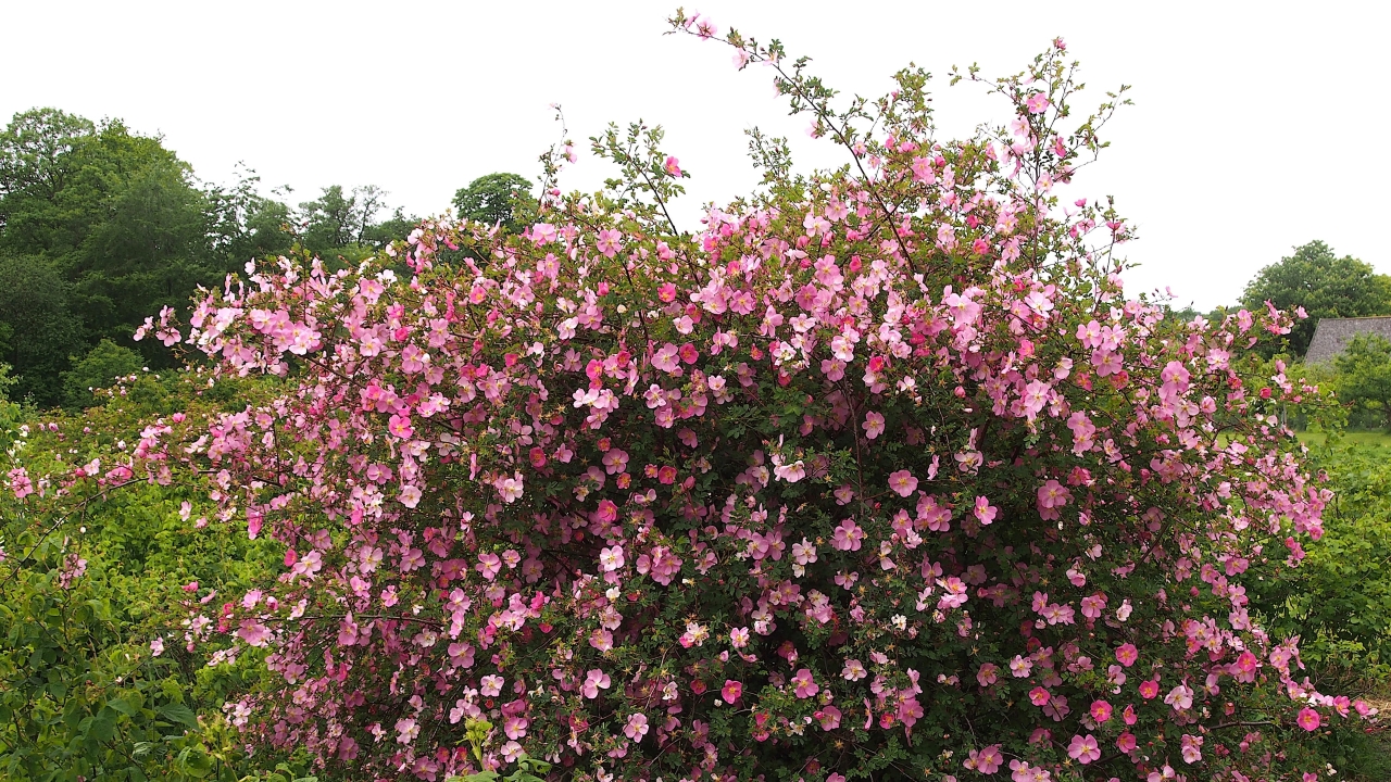 Foto av Grönt kulturarv®s spinosissima-rosen 'Professor Fagerlind'. I bild syns en stor och vild rosenbuske med fullt flor av enkelblommande rosa blommor. I bakrunden syns gröna buskar, träd och vit himmel.