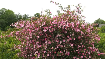 Foto av Grönt kulturarv®s spinosissima-rosen 'Professor Fagerlind'. I bild syns en stor och vild rosenbuske med fullt flor av enkelblommande rosa blommor. I bakrunden syns gröna buskar, träd och vit himmel.
