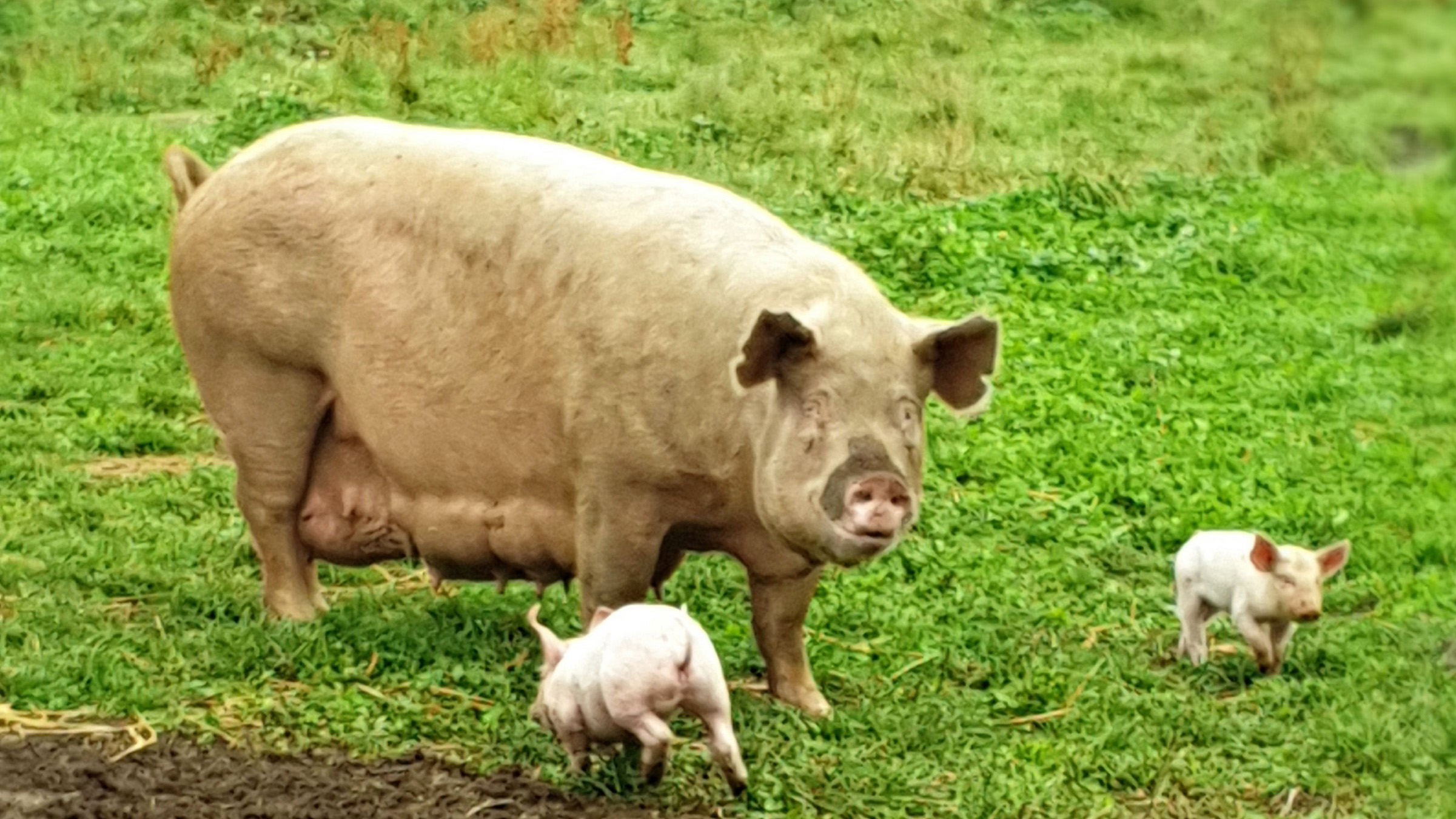 En sugga med två små kultingar utomhus på gräs.