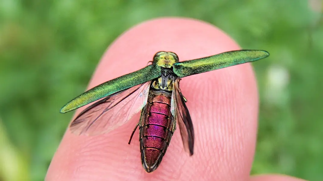 A colorful insect on a finger. Photo.