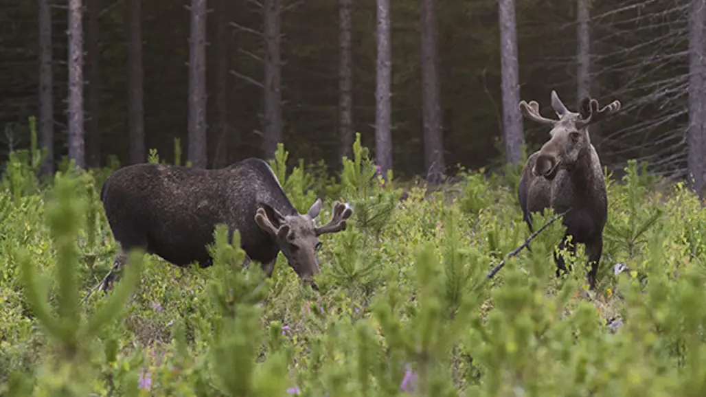 älgar äter i skogen