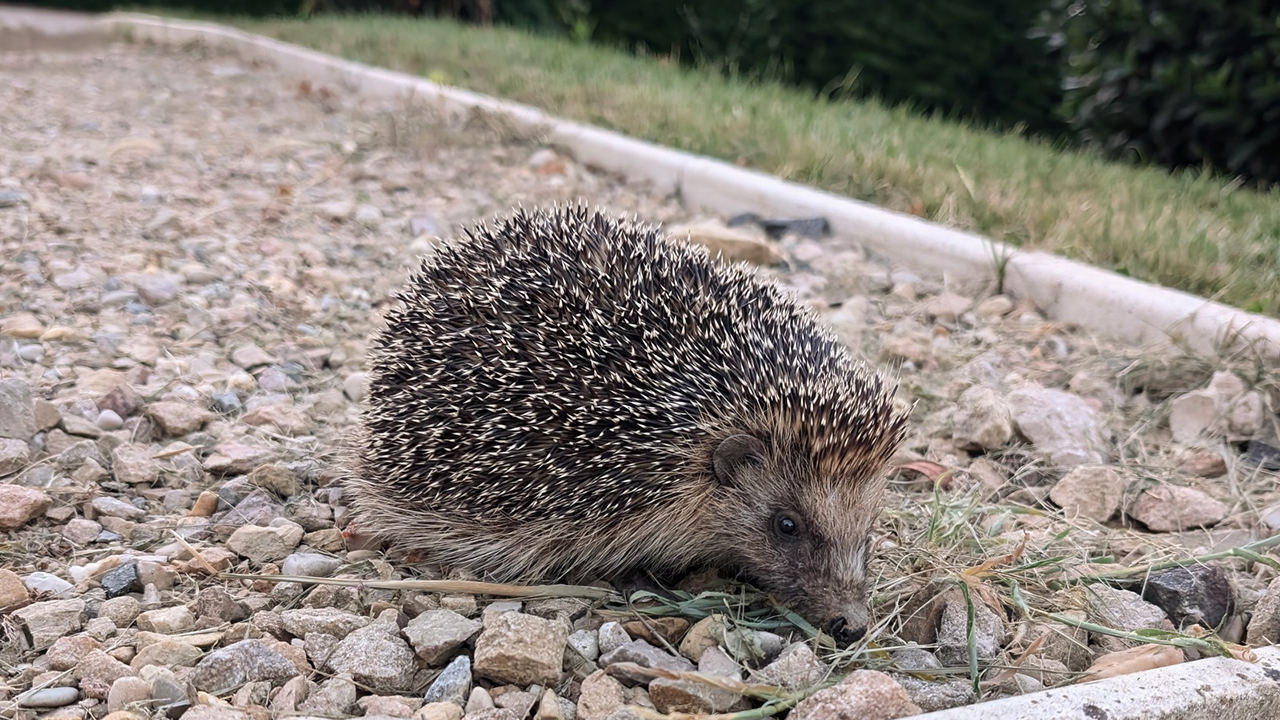 Taggigt djur på grus. Foto