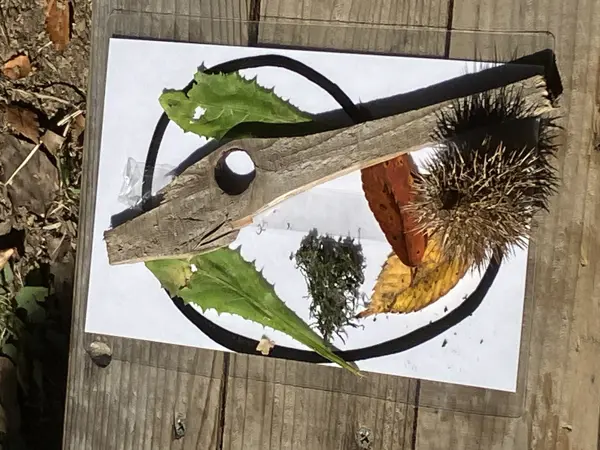 Olika naturföremål