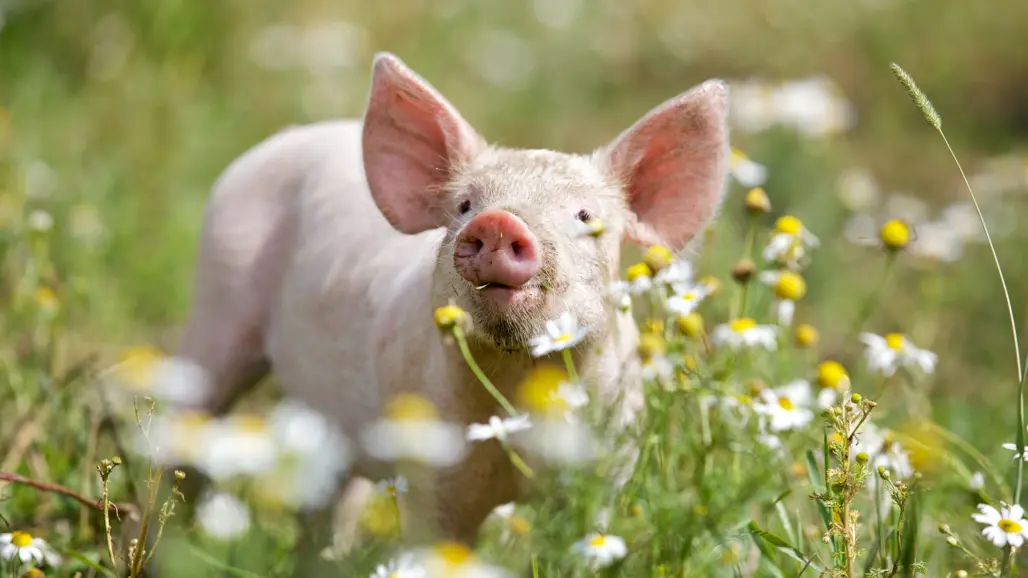 Picture of pig outdoors in the grass.