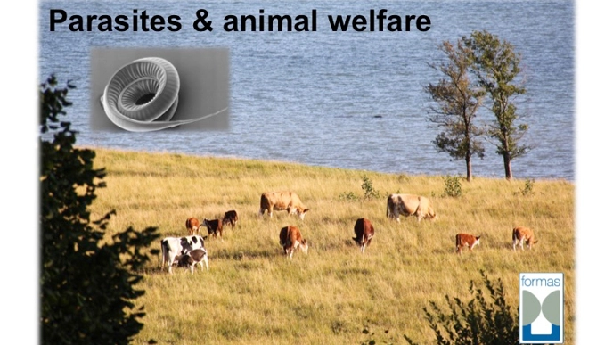 Photo of cows grazing outdoors near water during the summer months in Sweden.