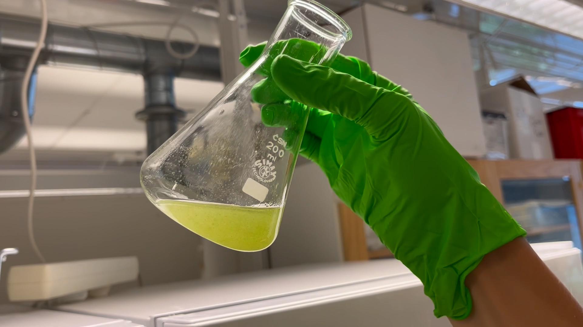 Cyanobacteria in e-flask. Photo.