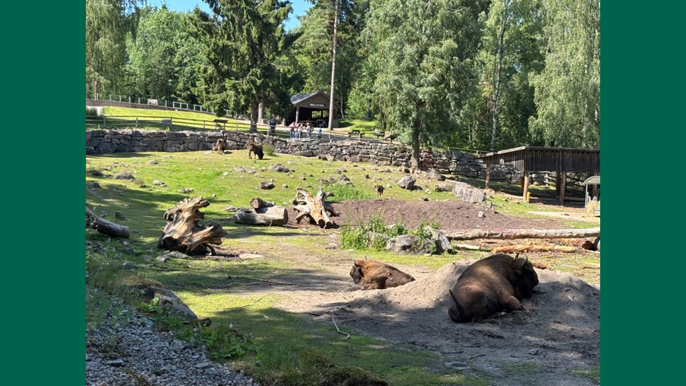 Photo of bison bulls in an outdoor enclosure at a Swedish zoo.