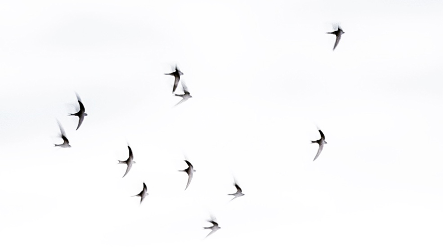 En fågelflock flyger över himmelen. Foto