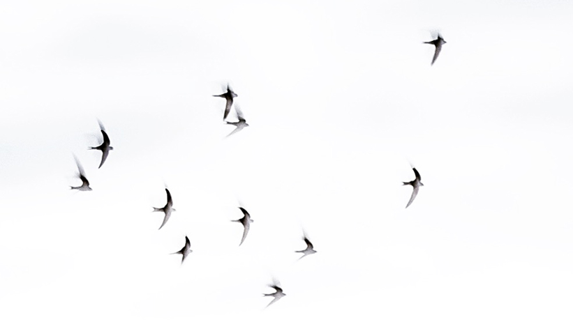 En fågelflock flyger över himmelen. Foto