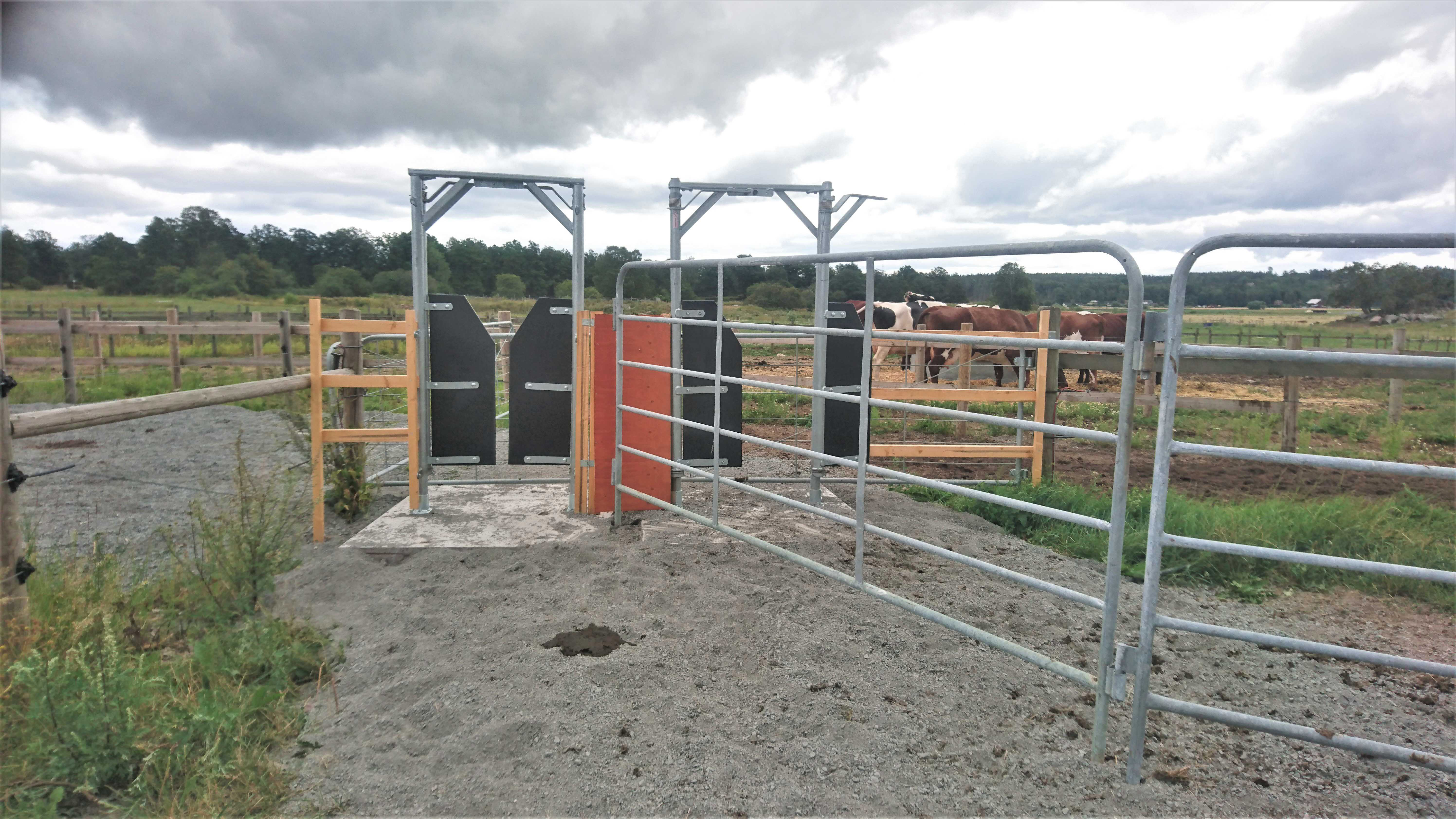 Envägsgrind som kan användas ute på bete för att sortera djur. 