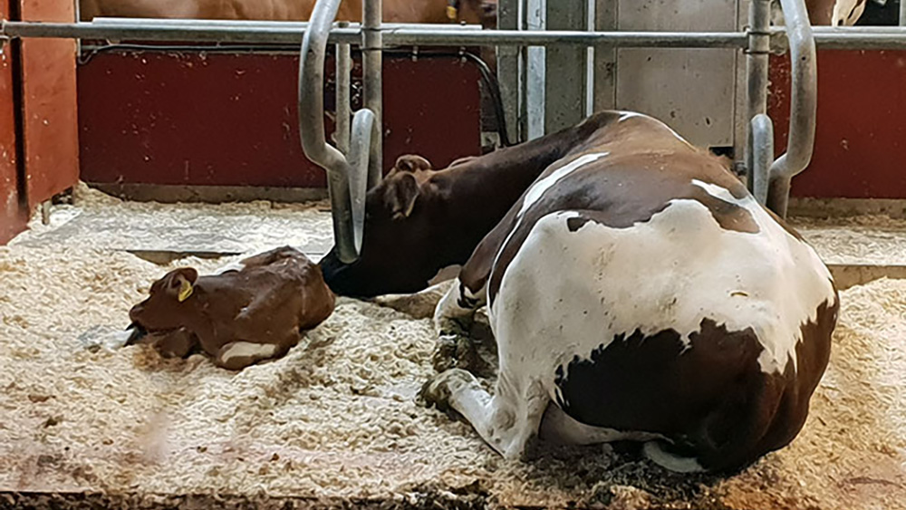 En SRB-ko ligger i ett liggbås med sin lilla kalv liggande bredvid sig. 