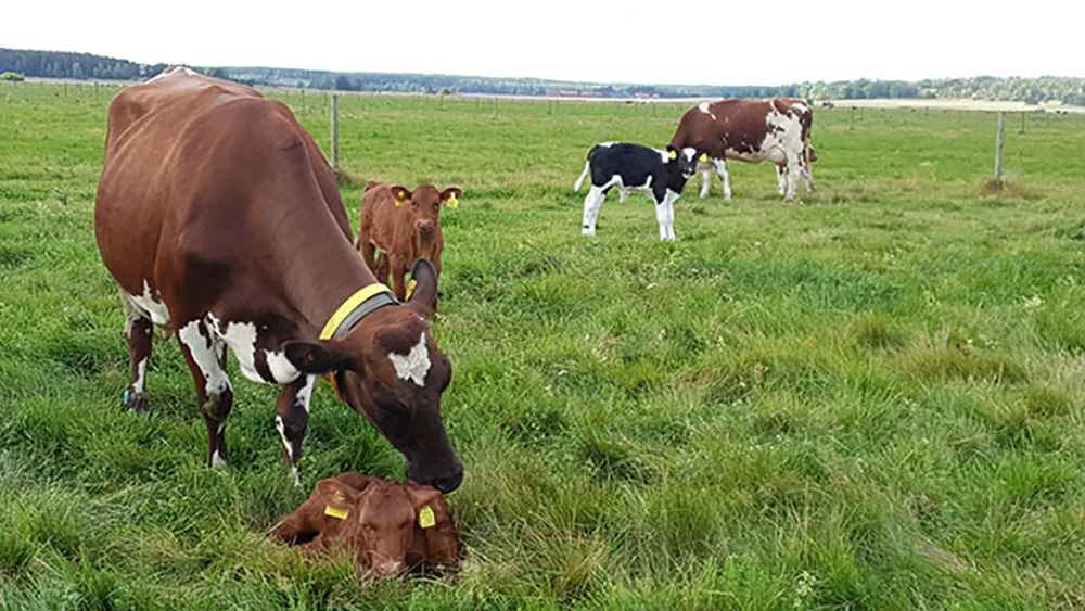 Några kor med kalvar ute på bete. En ko står och slickar på sin kalv som ligger i gräset. 