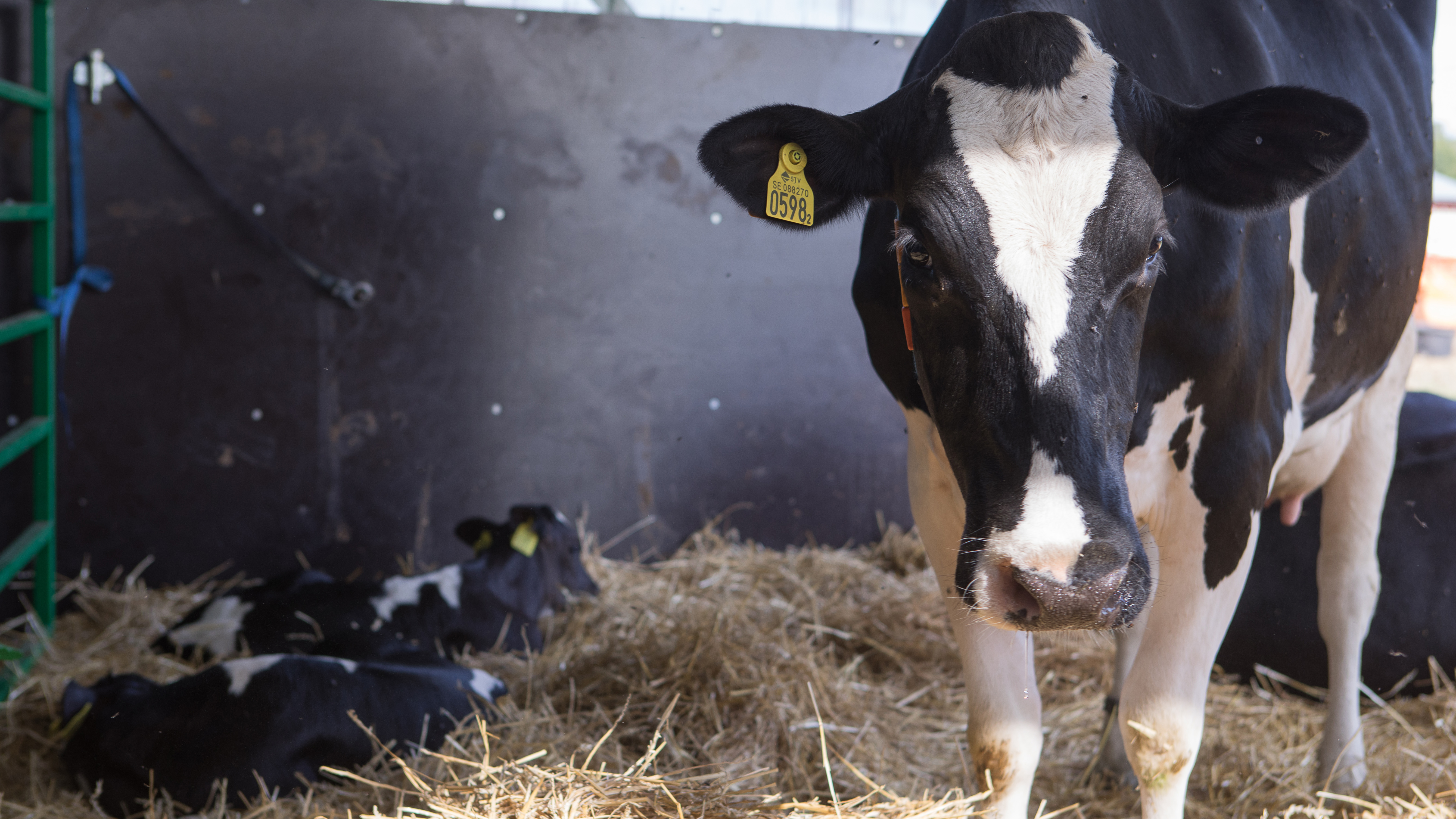 En SLB-ko står i en halad box med två små kalvar som ligger bredvid. 