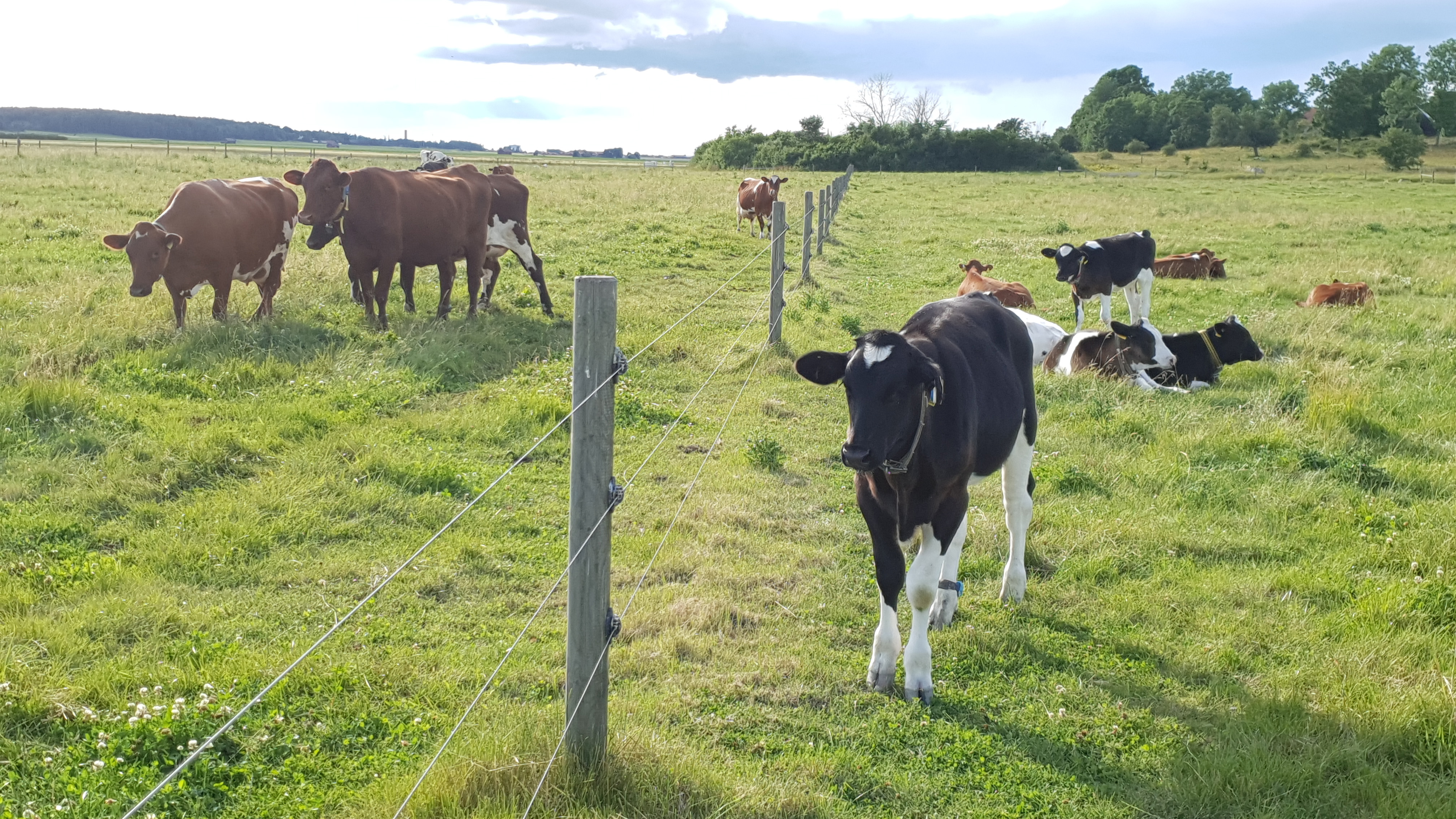 Ett elstängsel på bete med kor på ena sidan och kalvar på andra sidan.
