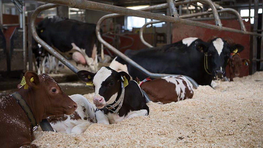 Några kalvar ligger i liggbås, i bakgrunden syns en ko som ligger i ett annat liggbås. 