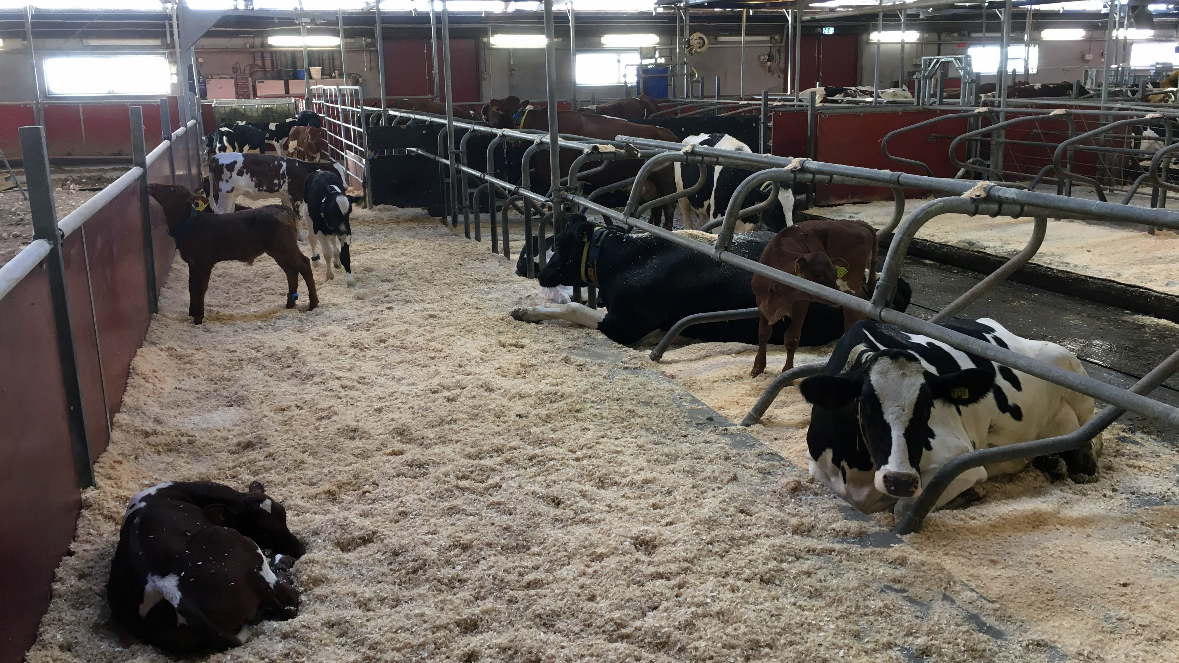 Interiörbild i stallet med några kalvar i kalvgömman och några kor som vilar i liggbåsen intill. 