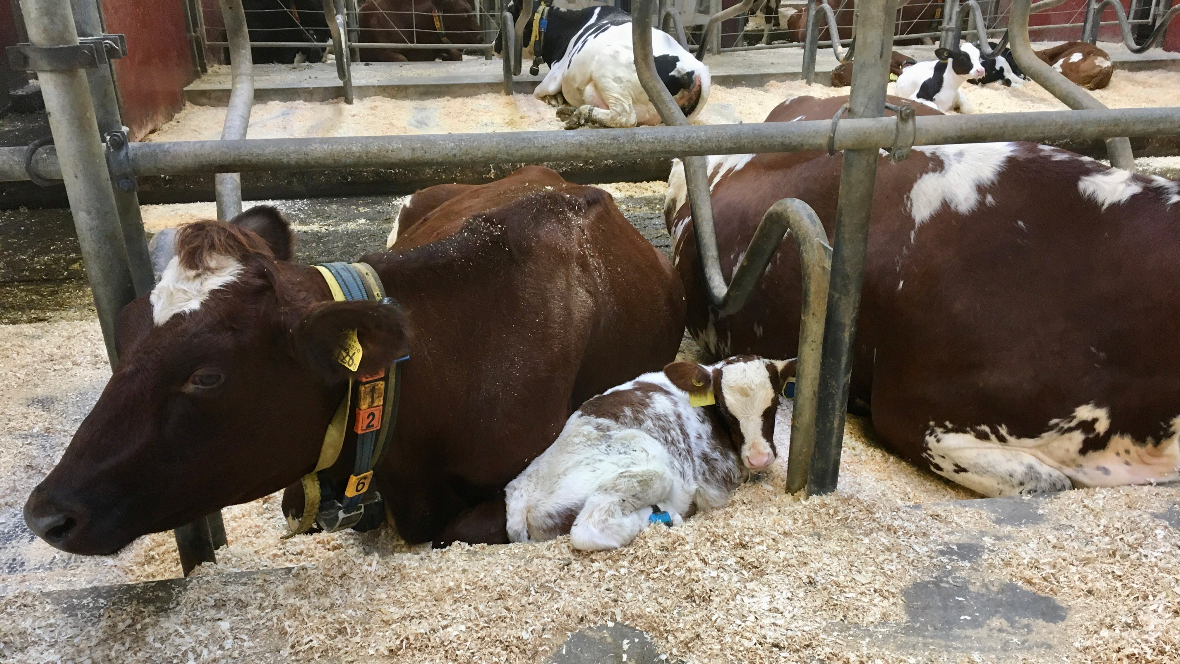 En kalv delar liggbås med en ko.