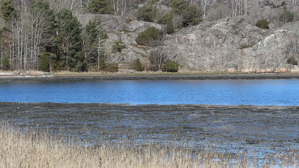 Vass, tång,vatten med klippor i bakgrunden. Foto