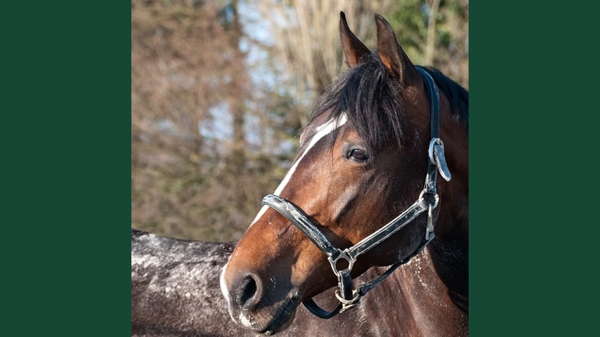 Foto av en brun häst utomhus under höst/vinter med lite snö i bakgrunden.