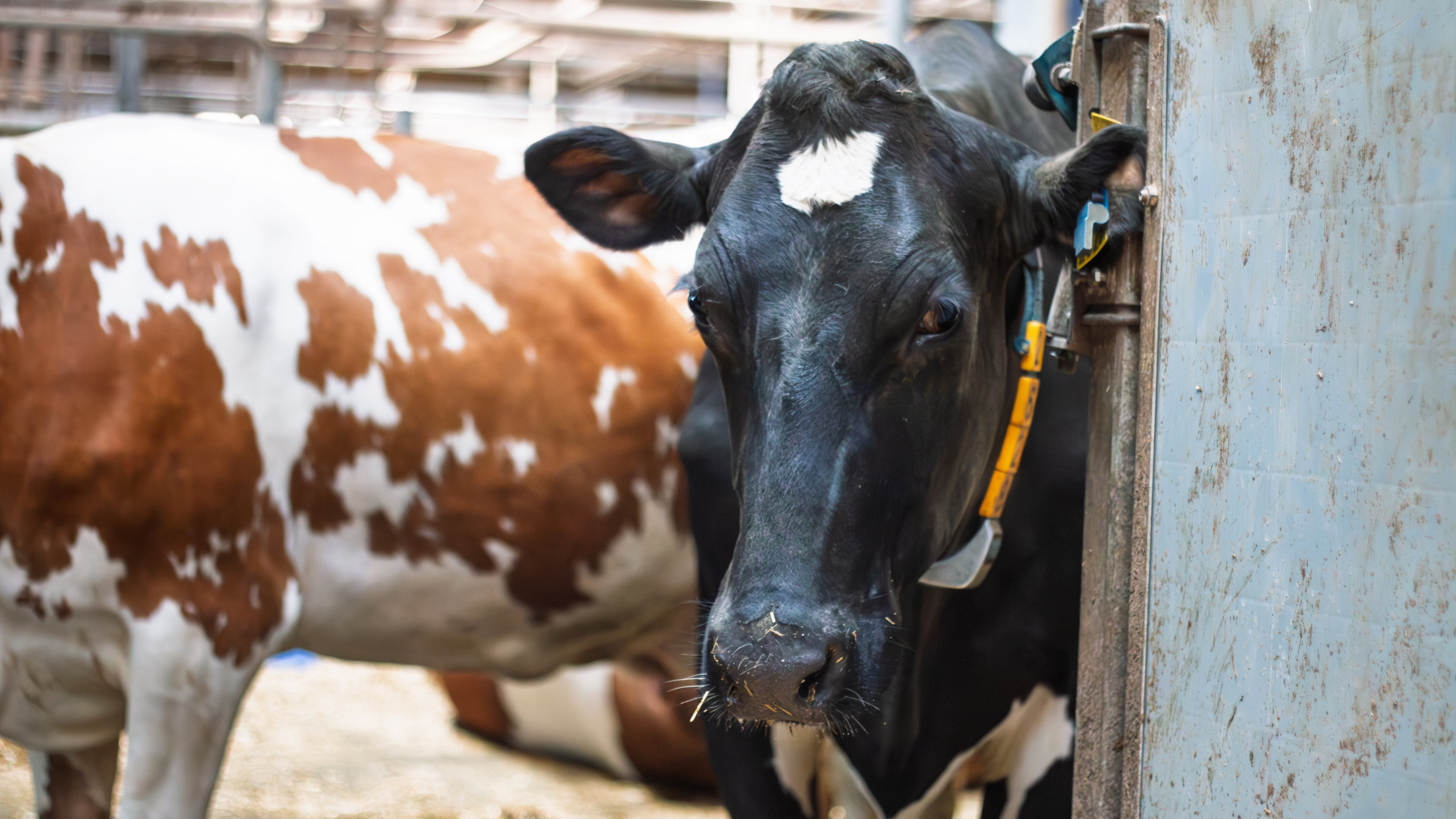 Foto av mjölkkor inomhus i lösdriftsanläggning.