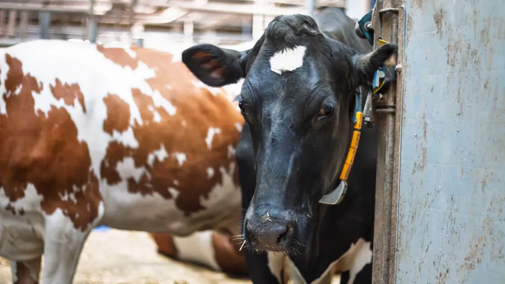 Foto av mjölkkor inomhus i lösdriftsanläggning.