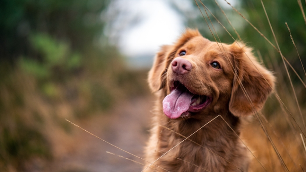 Nova scotia duck tolling retriever