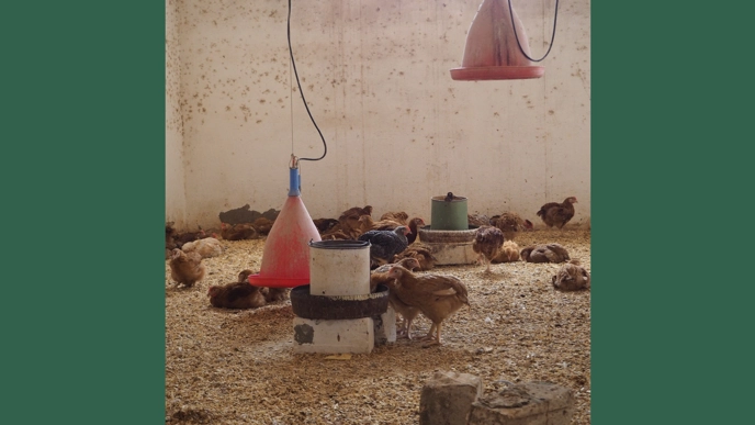 Photo of poultry indoors at feeding station.