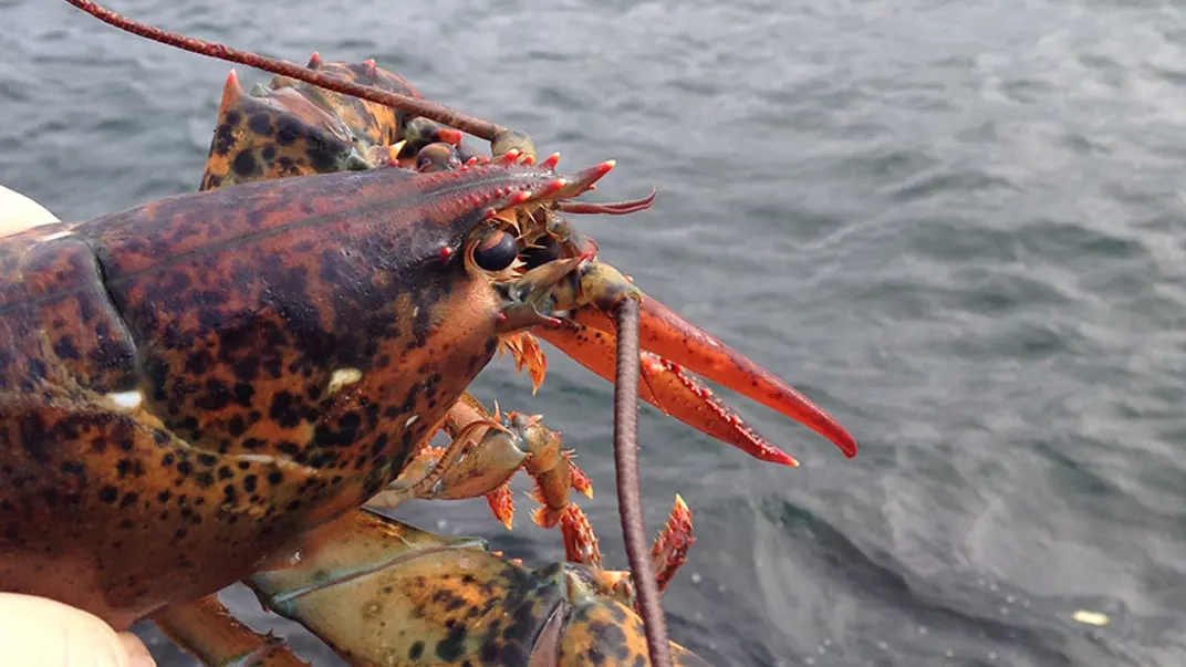 American lobster