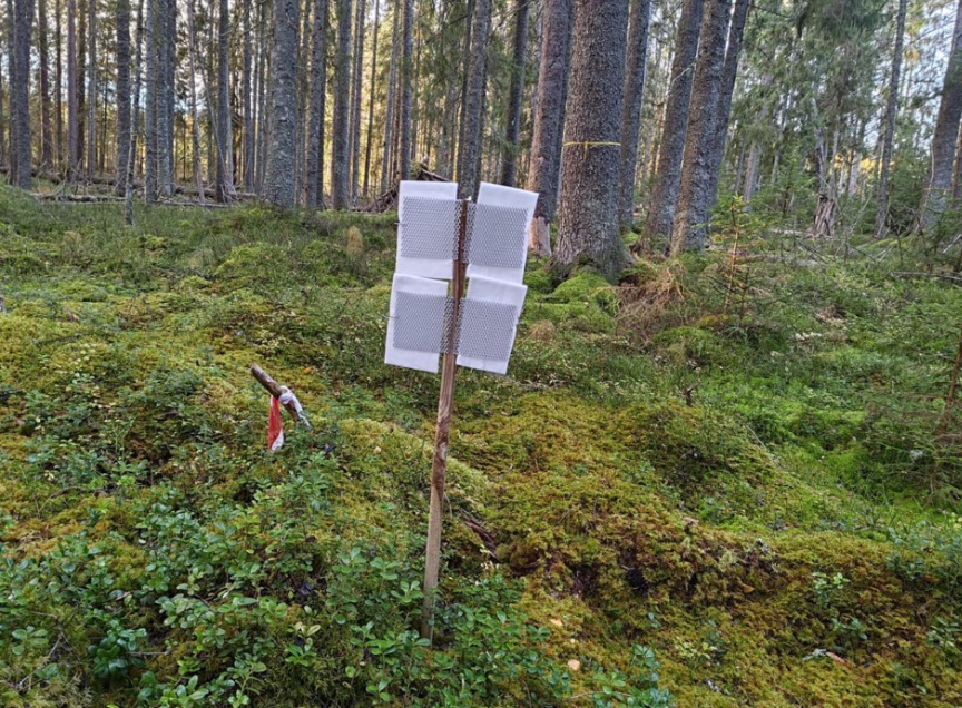 A stand with white filters set up in a mossy conifer forest.