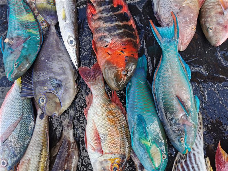 Närbild på en hög med färska fiskar upplagda sida vid sida.