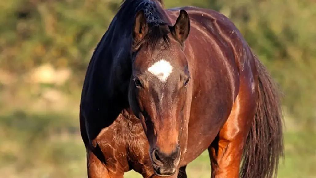 häst-ute-i-beteshage