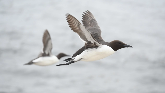 Flygande sillgrisslor